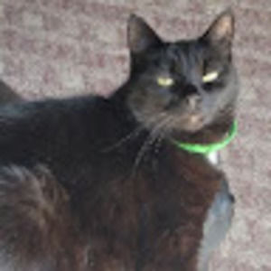 Meet your Posher, Missy